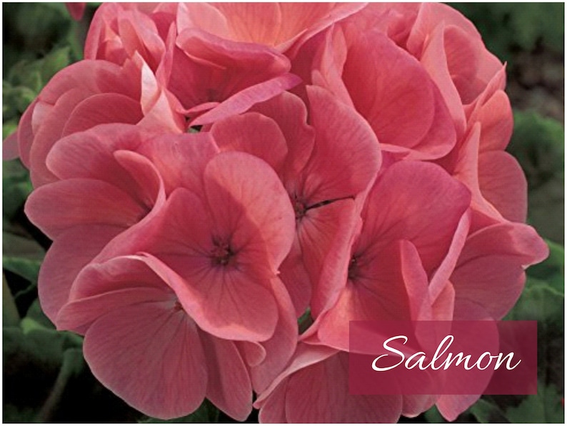 Geranium Seeds - Thumbnail 5