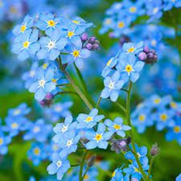 Forget-Me-Not Seeds, Easy To Grow; Beautiful Blue Flowers; Flat Rate Shipping