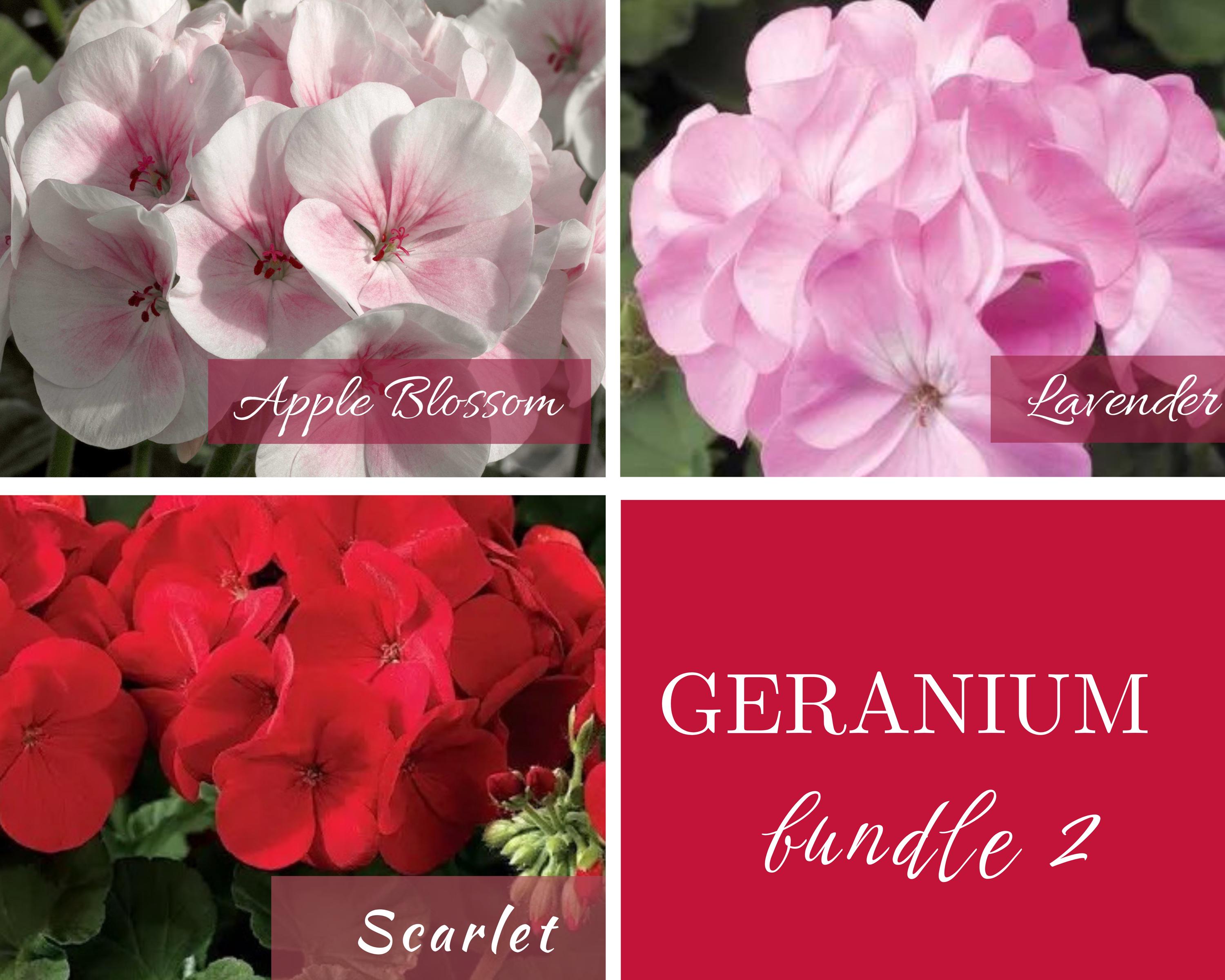 Geranium Seeds | 3 Colors | Premium Maverick Series | Pinto Premium ...