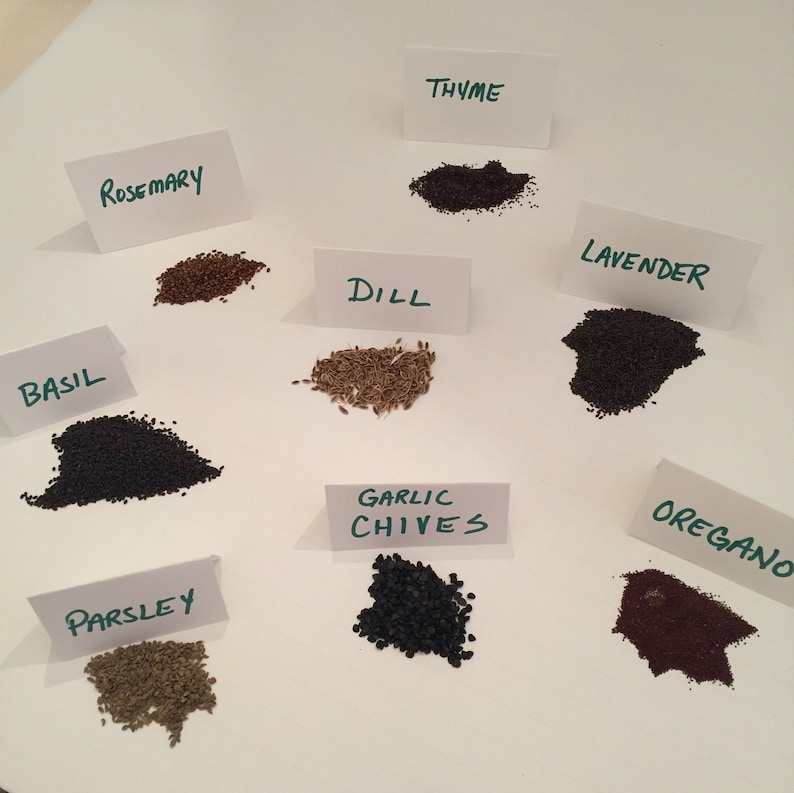 ValleySeedSupply Italian Flat Leaf Parsley Seeds - Thumbnail 3