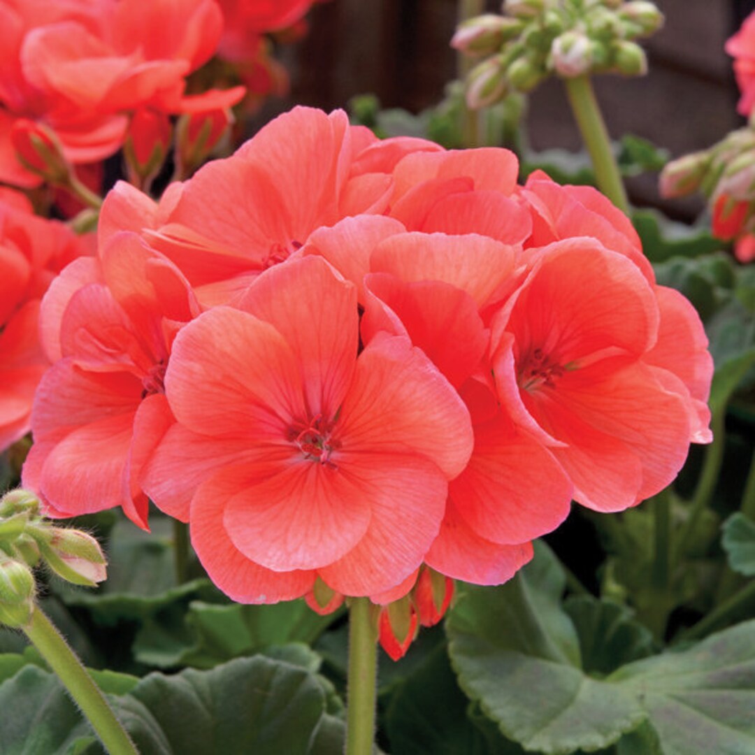 Geranium Seeds Salmon Pinto Premium Enormous 5 Flower Etsy