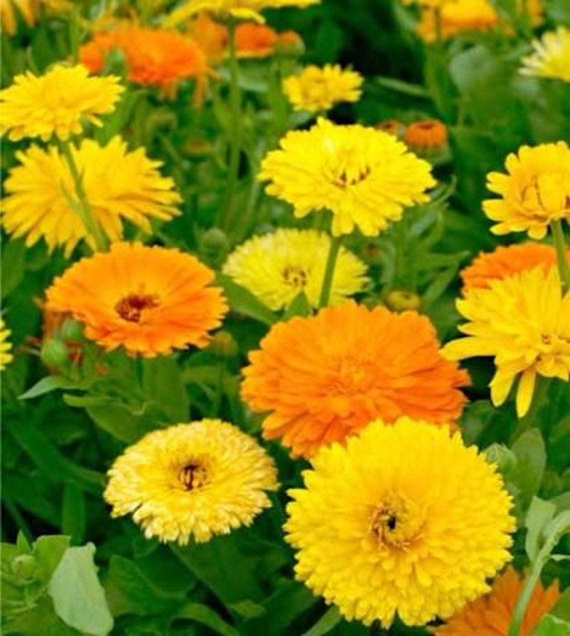 Calendula Seeds Pacific Beauty: 3-4”lush Marigold-like Bulbs (edible ...