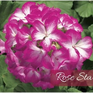Geranium Seeds | Choose From Eight Colors | Maverick | Pinto Premium Series | Indoors | Outdoors | Pots | Baskets