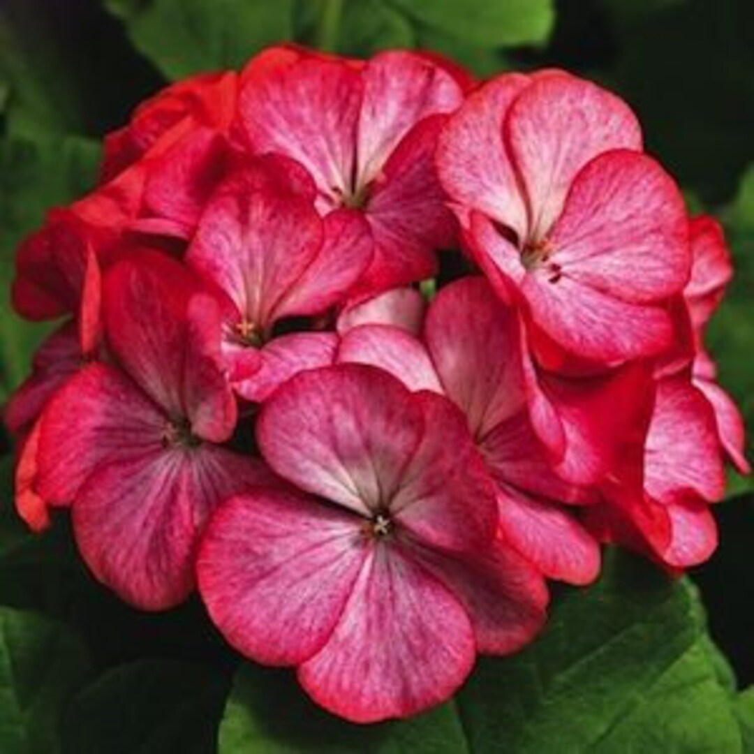 Geranium Maverick Violet Picotee Huge 46 Blooms for Etsy