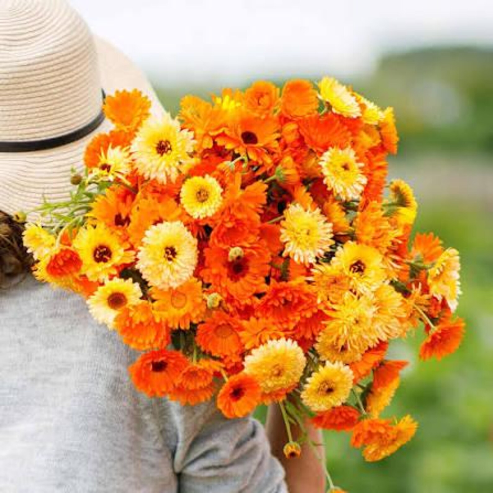 Calendula Seeds Pacific Beauty: 3-4”lush Marigold-like Bulbs (edible ...