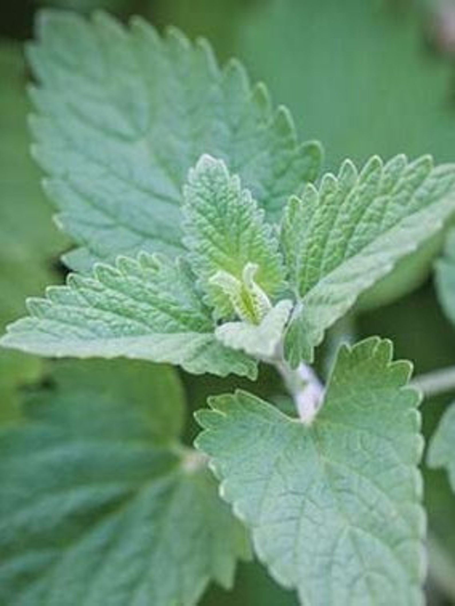 Catnip Seeds Use With Tea or as a Cat Stimulate Plant Etsy