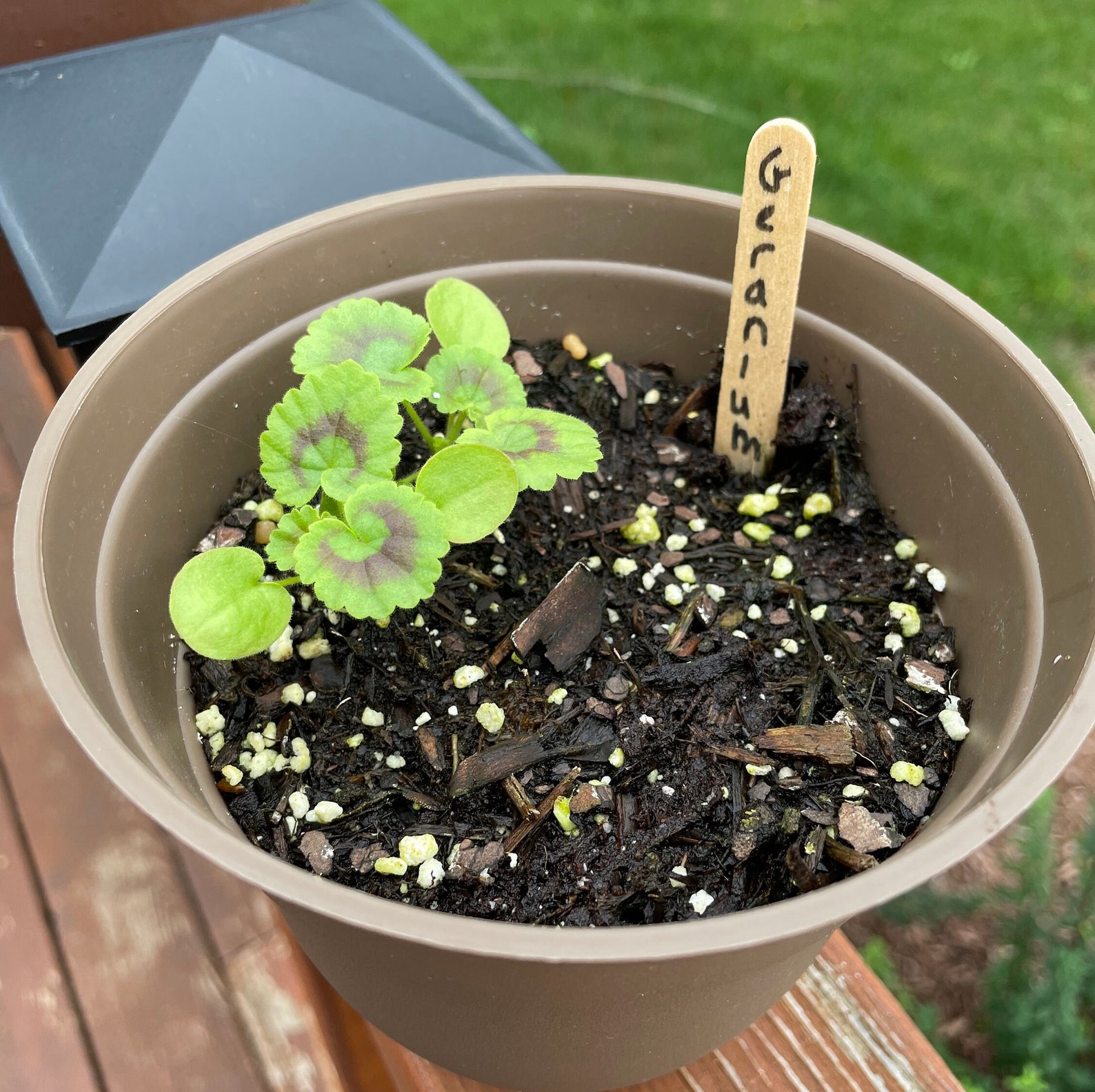 Geranium Seeds Salmon Pinto Premium Enormous 5 Flower Etsy