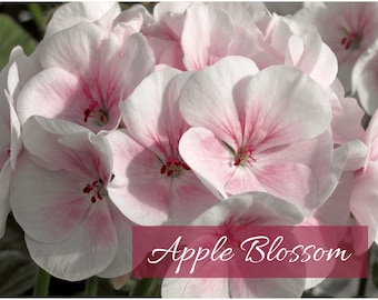 Premium Geranium Seeds - Salmon Splash, White Rose, Star Pink, Violet or Coral; Enormous 5” Flower Blooms; Ideal for Pots or Gardens