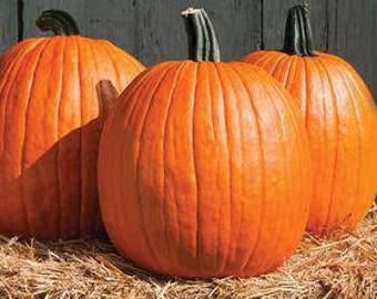 Pumpkin Seeds - Jack O' Lantern, Excellent For Halloween Carving; Fast Shipping