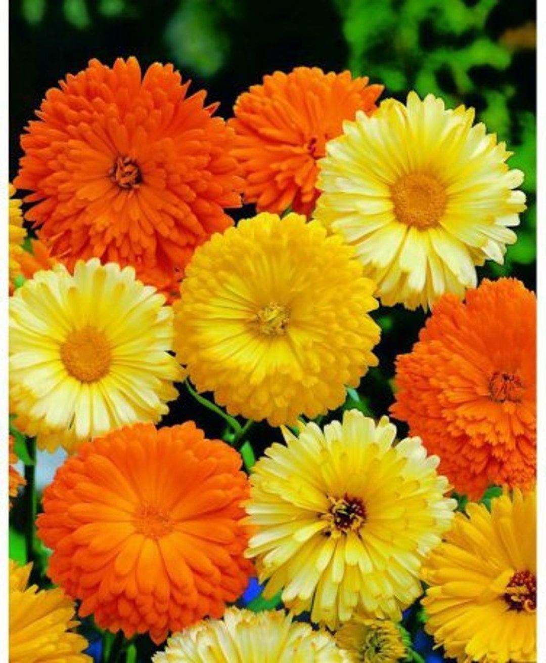 Calendula Seeds Pacific Beauty: 3-4”lush Marigold-like Bulbs (edible ...
