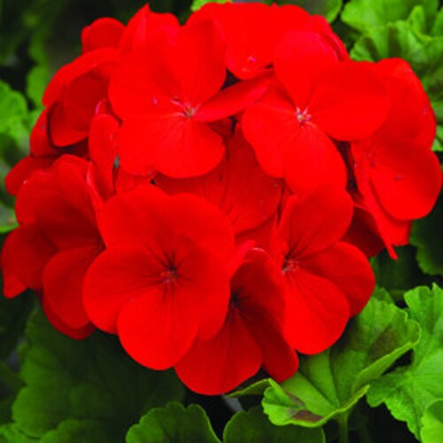 Geranium Seeds Salmon Pinto Premium Enormous 5 Flower Etsy