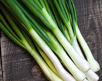 Organic Onion Seeds - Bunching Tokyo Long White; aka Green Onion or Scallions; Fast Growing