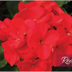 May include: A cluster of vibrant red geranium flowers in full bloom. The flowers have a delicate, ruffled appearance and are arranged in a dense cluster.