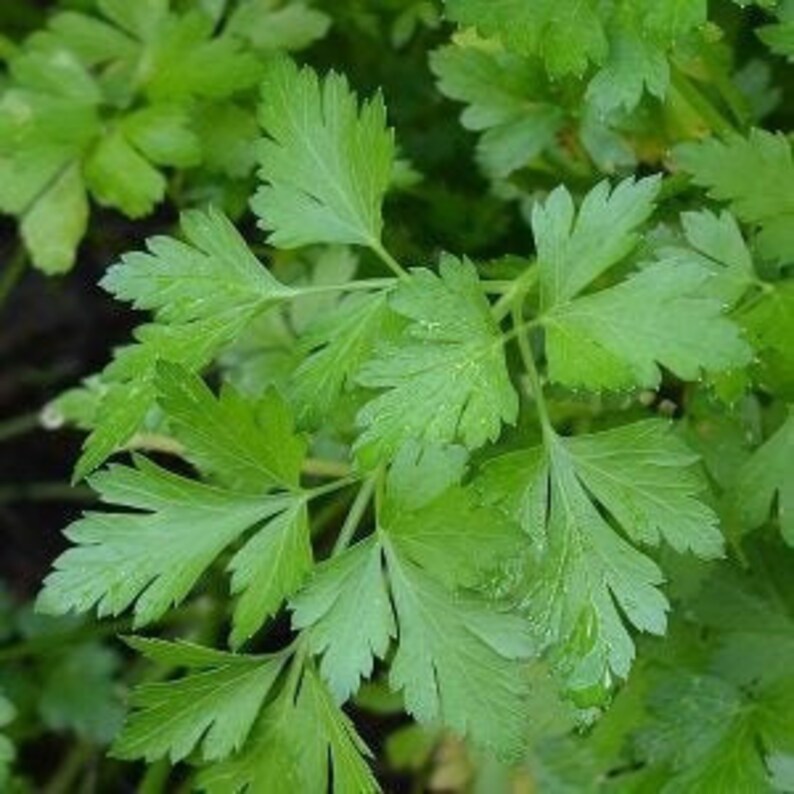 ValleySeedSupply Italian Flat Leaf Parsley Seeds - Thumbnail 2