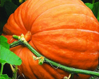 Big Max Pumpkin Seeds, Prize Winning - Often Weigh Up to 100lbs; Fast Flat Rate Shipping