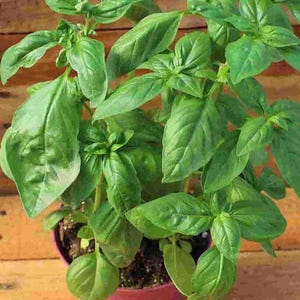 200 Sweet Basil Seeds | Organic | Non-GMO | Kitchen Herb