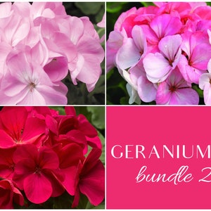 Lavender, White-To-Rose and Violet Award Winning Maverick and Pinto Premium Geraniums Individually Packaged image 1