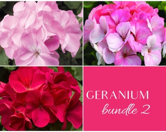Lavender, White-To-Rose and Violet; Award Winning Maverick and Pinto Premium Geraniums;  Individually Packaged
