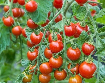 Organic Cherry Tomato Seeds (Sweetie) - Ready In 65-70 Days, Perfect For Patio's