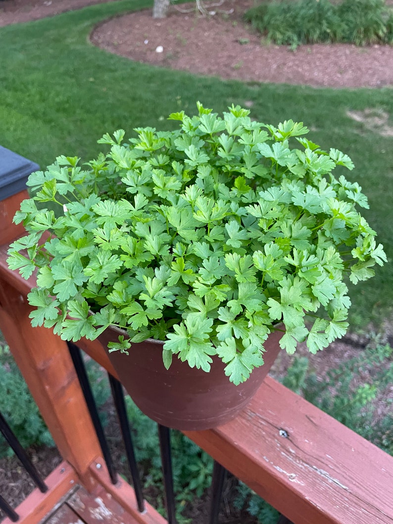 ValleySeedSupply Italian Flat Leaf Parsley Seeds