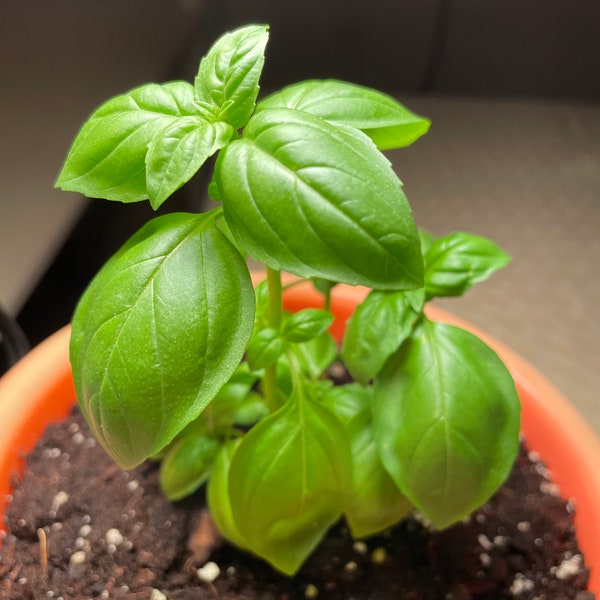 Organic Basil Seeds - Italian Large Leaf; Quick Germination, Vigorous Plant, Use With Pizza and Pesto