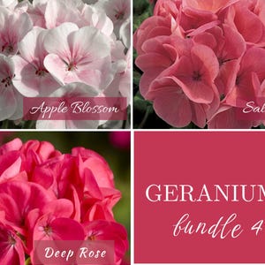 Geranium Seeds | 3 Color Bundle | Apple Blossom, Salmon & Deep Rose | Individually Packaged