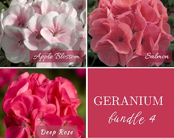 Geranium Seeds | 3 Color Bundle | Apple Blossom, Salmon & Deep Rose | Individually Packaged