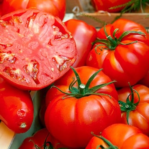 200+ Beefsteak Tomato Seeds | Heirloom | Organic | Pots | Planters | Garden Beds | Great For Salads, Sandwiches | Generous Portion