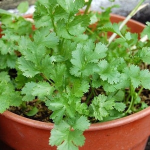 Organic Cilantro Seeds | Slow-Bolt | Fresh, Premium Culinary Herb Seeds | Fast Germination | Indoors | Outdoors | Fast Shipping