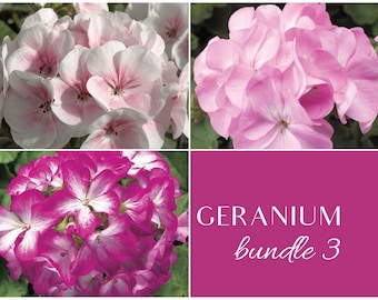 Geranium Seed Collection: Apple Blossom, Lavender, Rose Star - Individually Packaged