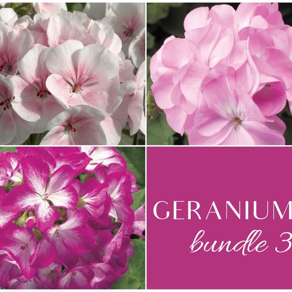 Apple Blossom, Lavender & Rose Star; Award winning Maverick Series Geraniums; Individually Packaged