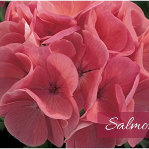 Geranium Apple Blossom Seeds | Maverick Series | Enormous 4