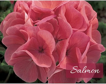 Geranium (Salmon) Seeds - Maverick Series; Enormous 5” Flower Blooms; Ideal for Pots or Gardens; Grow Indoors / Outdoors; Flat Rate Shipping