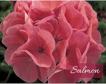 Salmon Geranium Seeds: Maverick Series, 5" Blooms