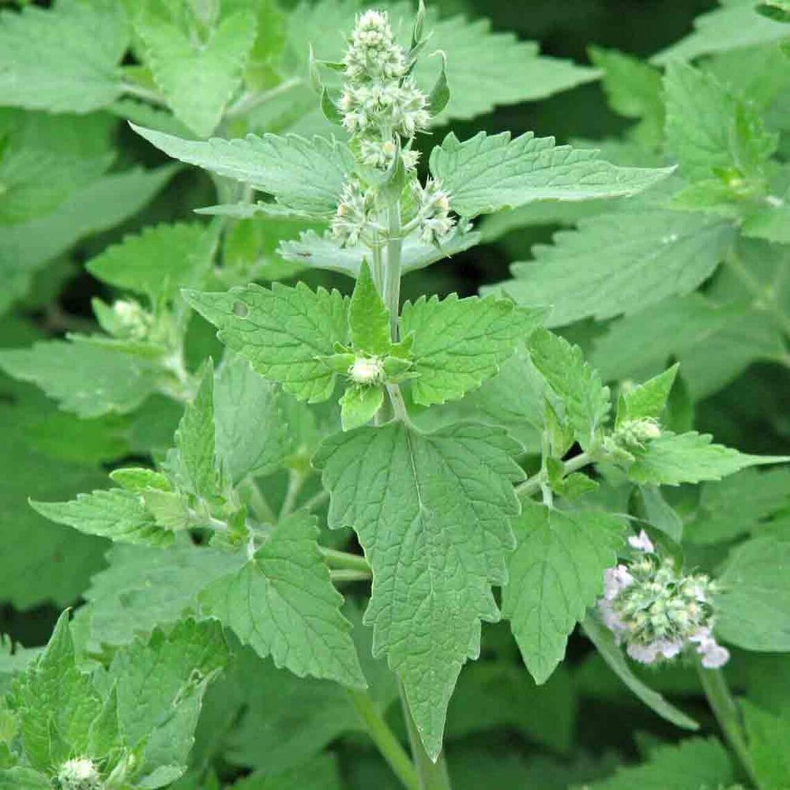 Catnip Seeds Use With Tea or as a Cat Stimulate Plant Etsy