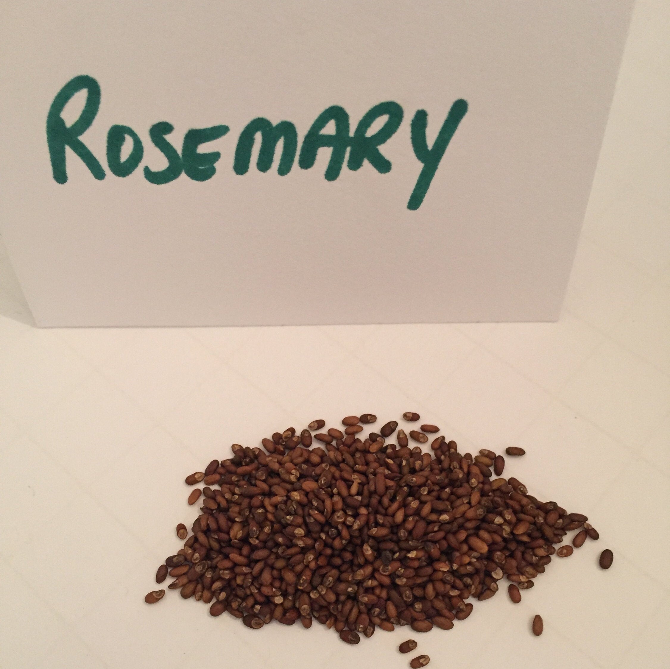 Rosemary Seeds Fresh Premium GMO Free Herb Seeds Grow Etsy