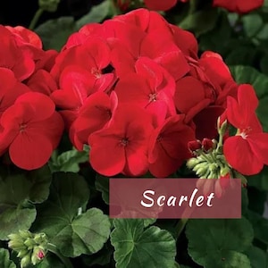 Geranium Scarlet Red | Maverick Series | Huge 4-5" Blooms | Great For Pots, Hanging Baskets or Gardens