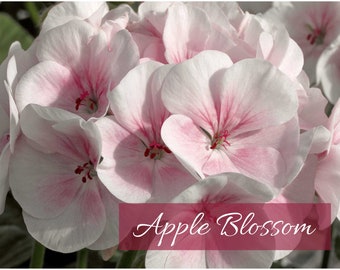 Geranium (Apple Blossom) Seeds Maverick Series - Enormous 4-5” Blooms; Grow Indoors/Outdoors