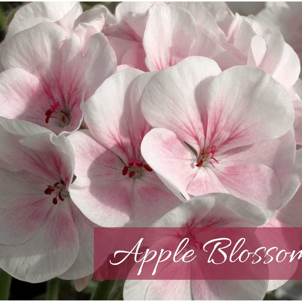 Geranium (Apple Blossom) Seeds Maverick Series - Enormous 4-5” Blooms; Grow Indoors/Outdoors