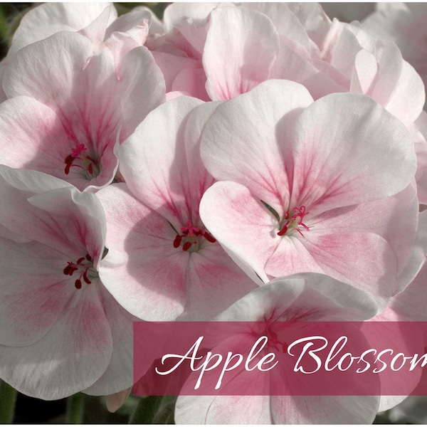 Apple Blossom Geranium Seeds: Maverick Series, Enormous Blooms
