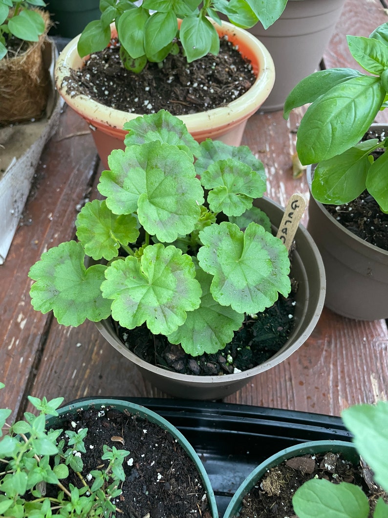 Geranium salmon Splash Pinto Premium Huge 45 Etsy