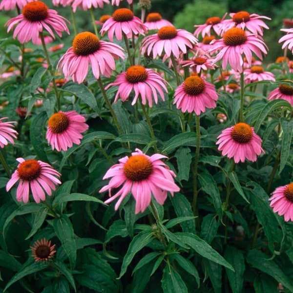 Echinacea Seeds (Purple Coneflower) Fuschia Colored Flower Bloom,  Heirloom, Perennial