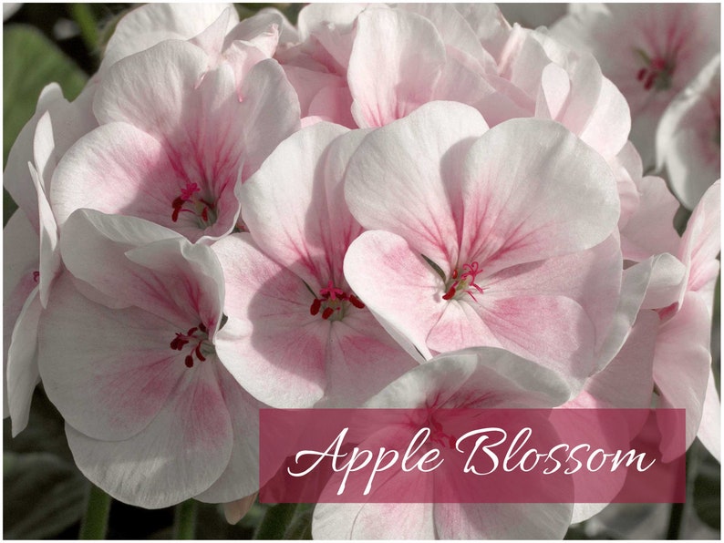 Geranium Seeds - Thumbnail 3