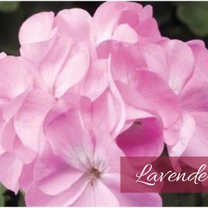 Lavender, White-To-Rose and Violet Award Winning Maverick and Pinto Premium Geraniums Individually Packaged image 2