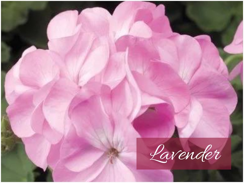 Lavender, White-To-Rose and Violet Award Winning Maverick and Pinto Premium Geraniums Individually Packaged image 2