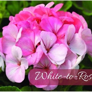 Geranium White Rose | Pinto Premium Seeds | Enormous 5” Flower Blooms | Pots | Hanging Baskets | Gardens Beds| Indoors | Outdoors