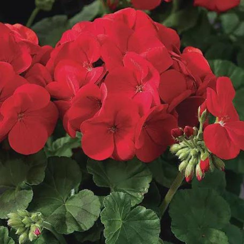 Geranium Seeds - Thumbnail 2