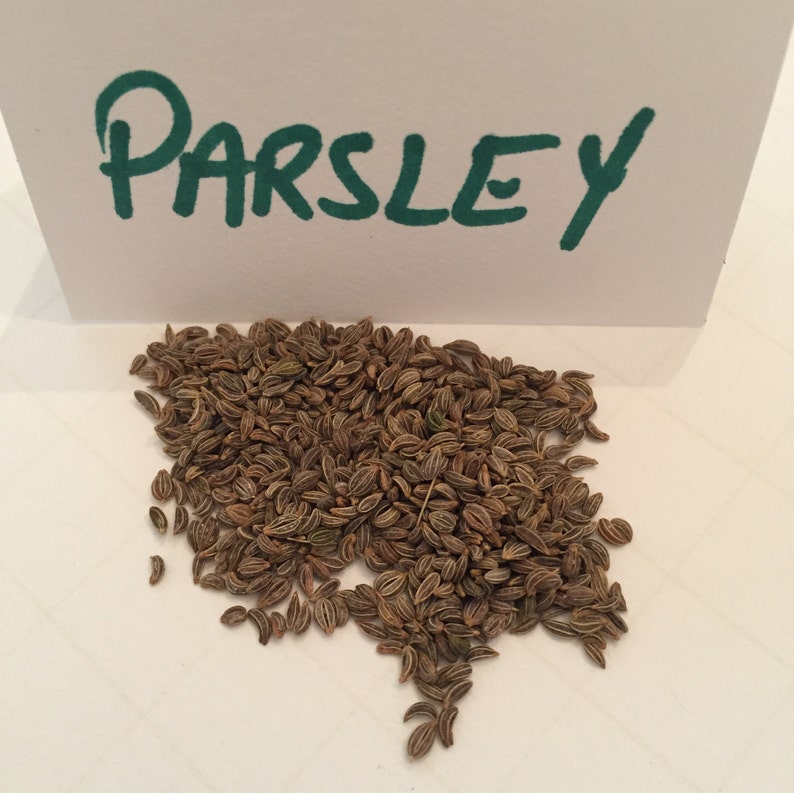 ValleySeedSupply Italian Flat Leaf Parsley Seeds - Thumbnail 4
