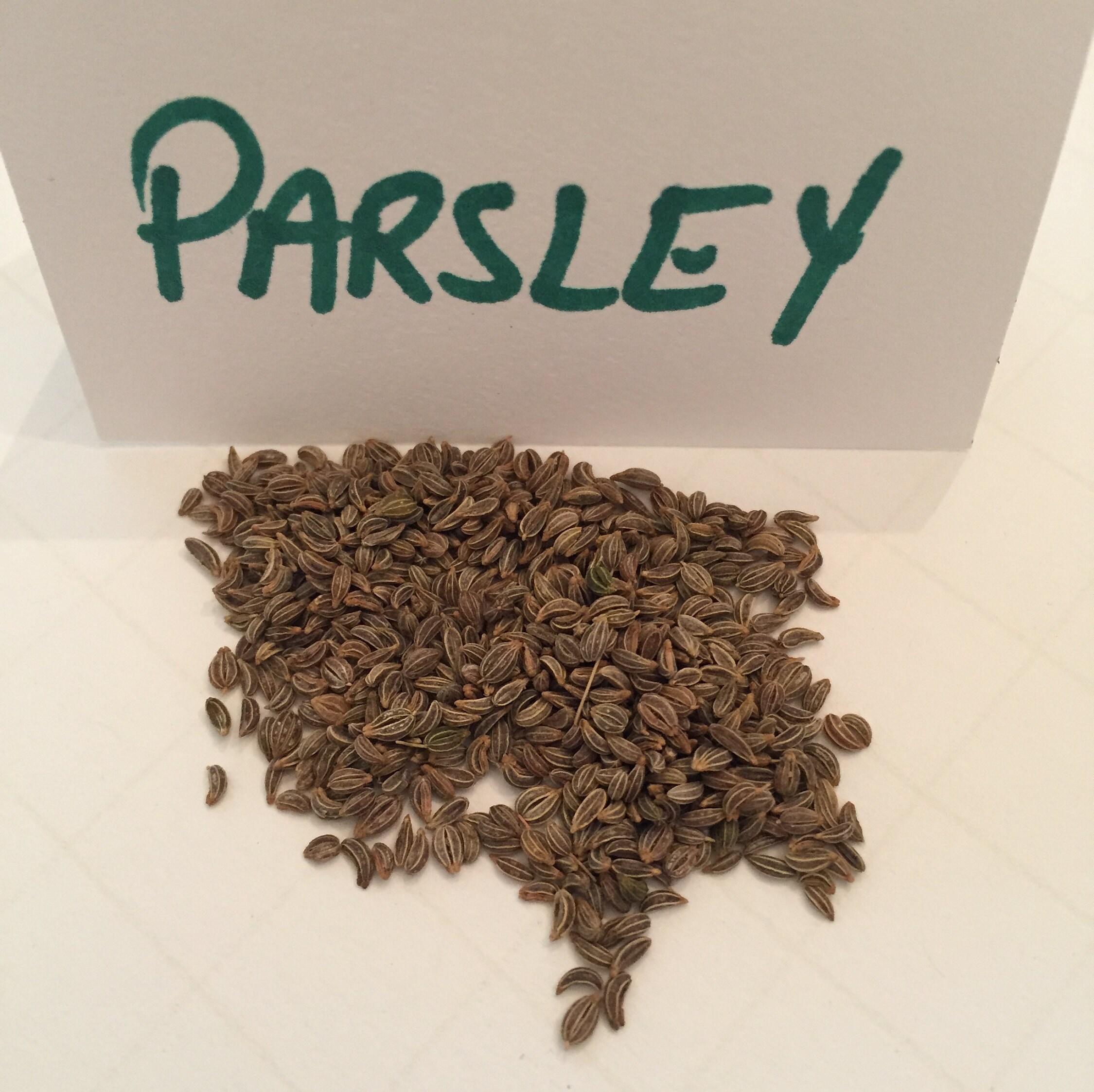 Parsley Seeds Italian Flat Leaf nonGMO Culinary Herb Grow Etsy