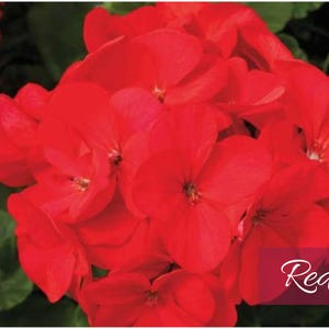 Geranium Seeds | Choose From 11 Colors | Huge 4-5" Blooms | Pots | Hanging Baskets | Gardens Beds | Indoors | Outdoors